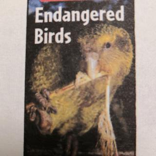 Endangered Birds