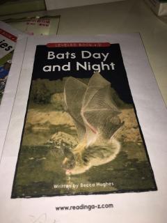 bats day and night