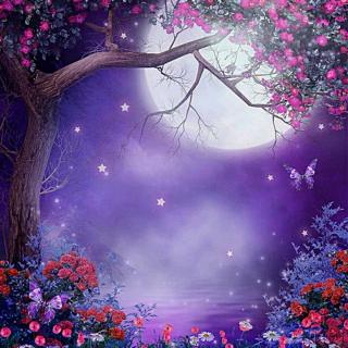 紫色花园--阿紫   诵：蝴小蝶