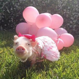 猪年滴春节大联欢！