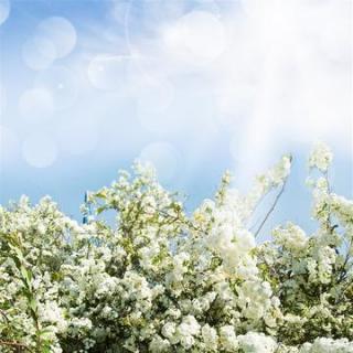 刘忠河-打金枝(唱段1)