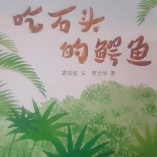 吃石头的鳄鱼