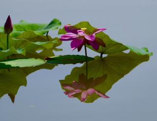 绝句四首(其三)