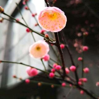 美文欣赏《我偷了春天里的一朵小花》作者：诗仙子