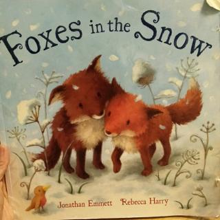 Foxes in the Snow