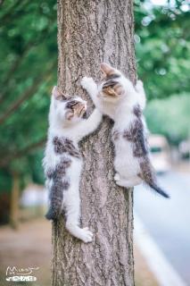 《小猫学爬树》
