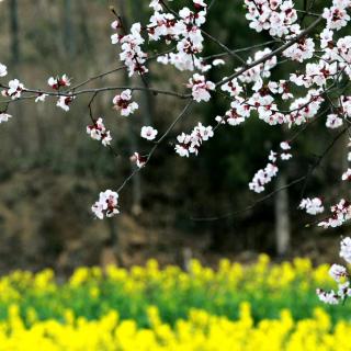 惊蛰:春醒桃花开，黄鹂歌唱燕归来（节选《二十四节气志》）（来自FM36103418)