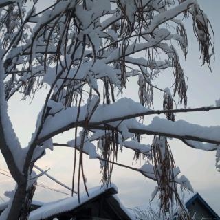 表内除法（二）例3解决问题，练习九，整理和复习