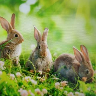 原创国学教材:三只小兔子吃草