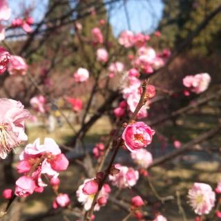 《岁月里，走着走着花就开了》春暖花开