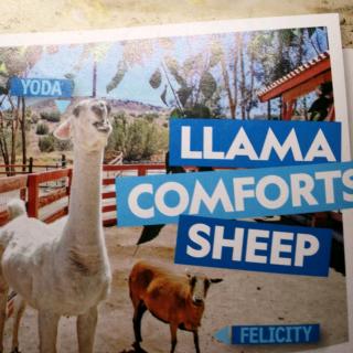 Llama comforts Sheep