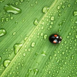 【出山】在线收听_明月的播客_荔枝