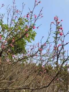 陈辰二年级语文《传统节日》预习