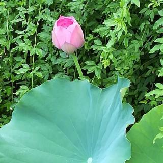 三国演义--第五回 吕布命断白门楼(3)