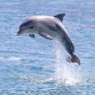 一只友好的海豚~A friendly dolphin