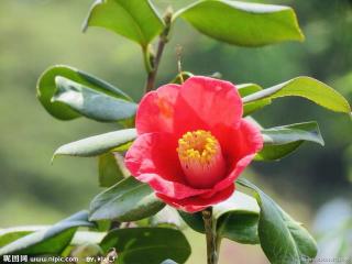 山茶花🌹