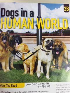 Dogs in aHuman World