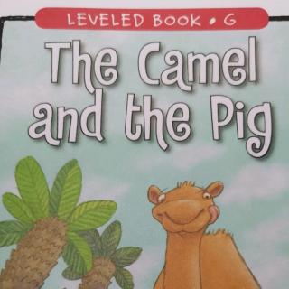 The  Camel  And   The   Pig