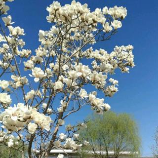 《玉兰花》文:千山暮雪