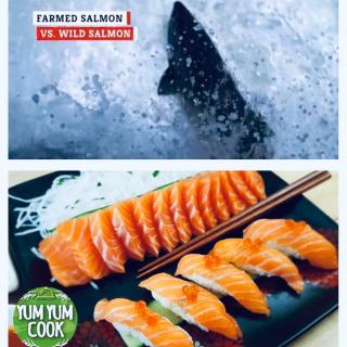 3.27Farmed Salmon🆚Wild Salmon🍣