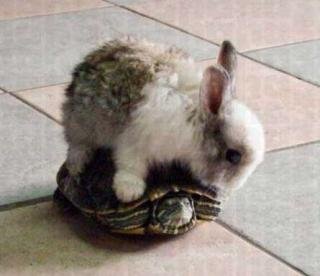 【周末小故事】小兔和乌龟🐰🐢