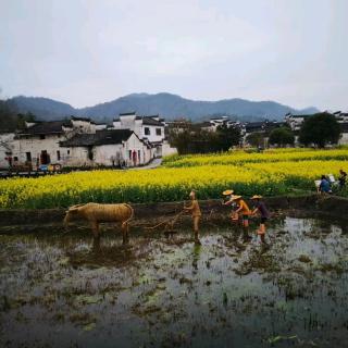 《油菜花》张维清