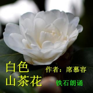 《白色山茶花》作者：席慕容  ；铁石朗诵 