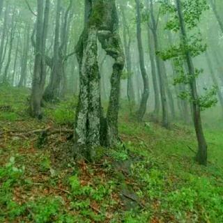 《风情万种总归春》作者朱华春/诵读秋