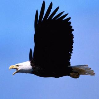 【自由18】华为年报中有什么奥秘?