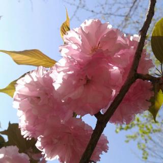 闹别扭的小红花