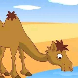 【迪宝教育】睡前故事:《爱美的小骆驼🐫》