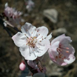 5混合运算里2和例4的教学设计