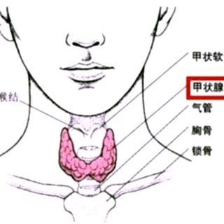 甲亢会影响月经吗？