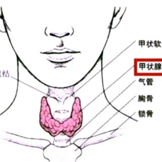 甲减中医辩证要点有哪些？