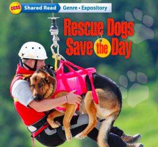 Rescue Dogs Save the Day