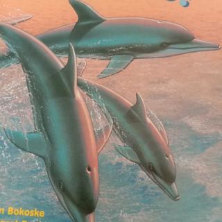 Dolphins