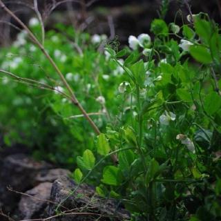 清明节特刊