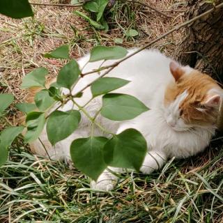 《孟子·梁惠王章句下》（第二节）