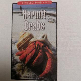 Hermit Crabs