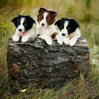 小柳树和小枣树