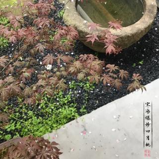 如夢令 2019-4-9 宋風明雨 夜半冰雹花雨