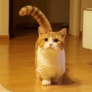 小学生老舍读本-英国人与猫狗