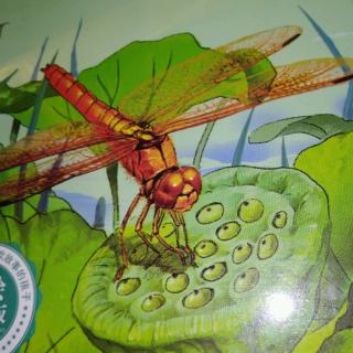 法布尔昆虫记-闪电飞行员蜻蜓