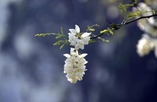 张帆：槐花赋