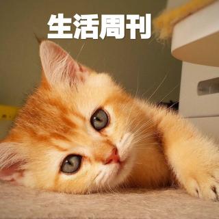 【生活周刊】养猫攻略——2019上半年第五期