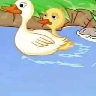 【迪宝教育】睡前故事:《小小鸭子学游泳》