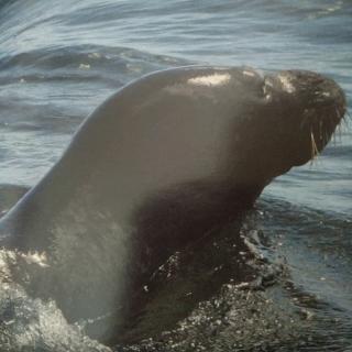help hawii's seals