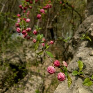 钱塘湖春行——白居易