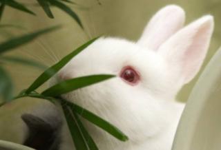 小白兔的眼睛为什么是红色的？