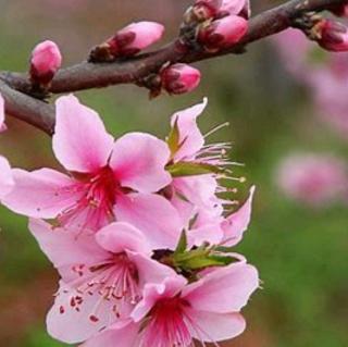 同题微诗《村口的桃花》